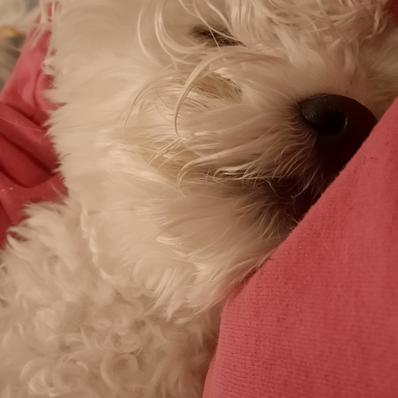 Meet your Posher, Tina - Picture 2 of 4